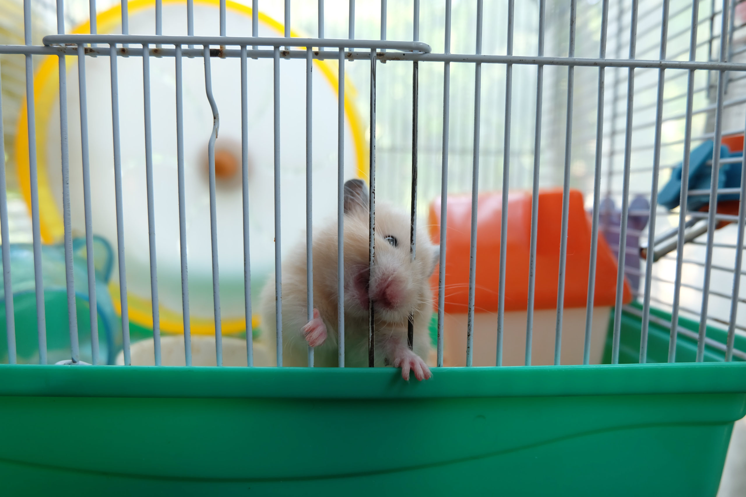 Hamster chewing on enclosure