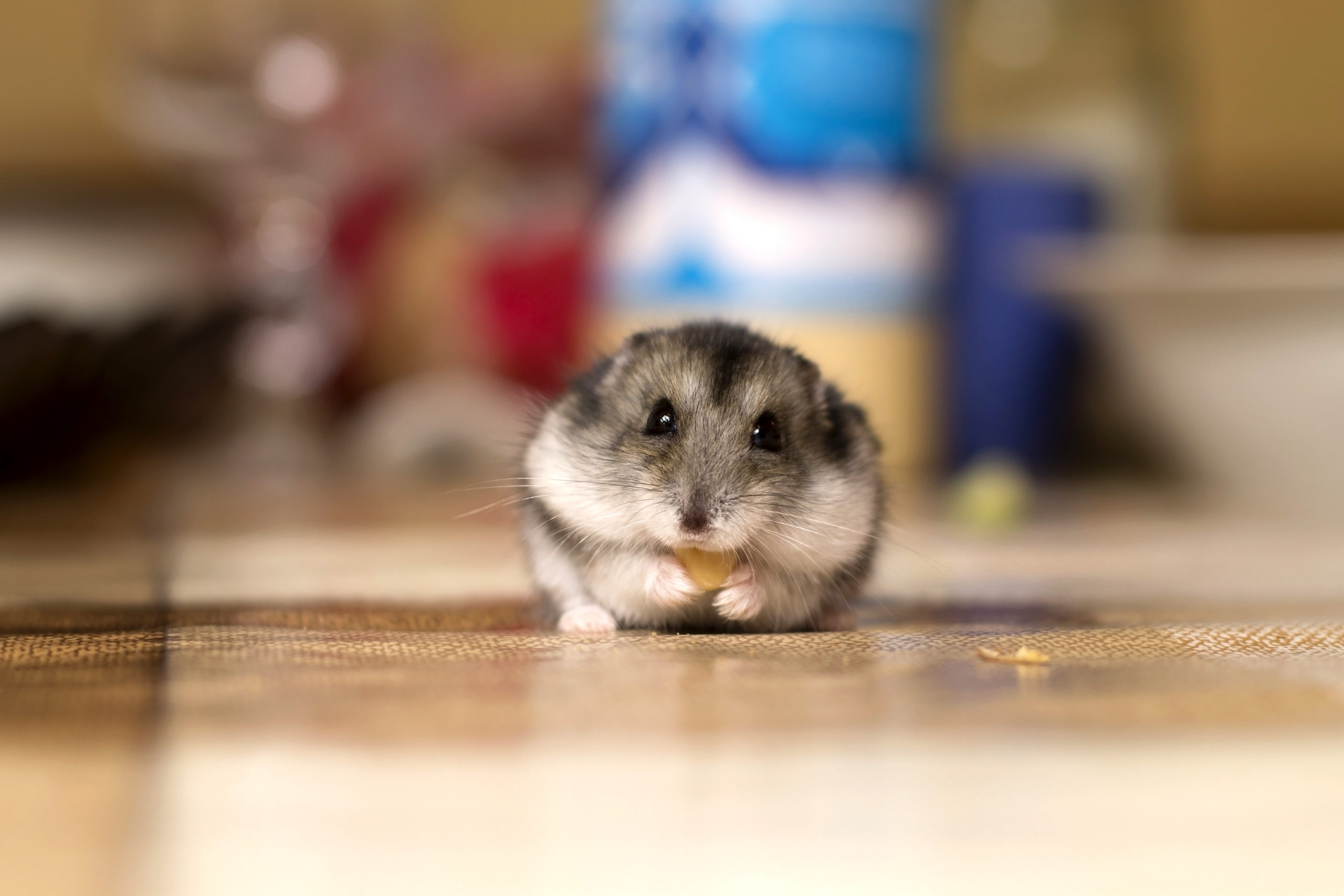 Hamster with chubby cheeks
