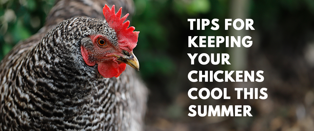 Do you have a hot flock? Tips on keeping chickens cool. Small Pet Select