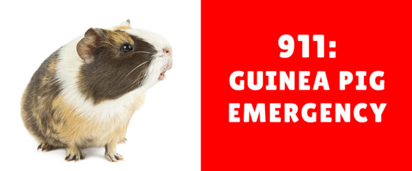 Guinea Pig emergency