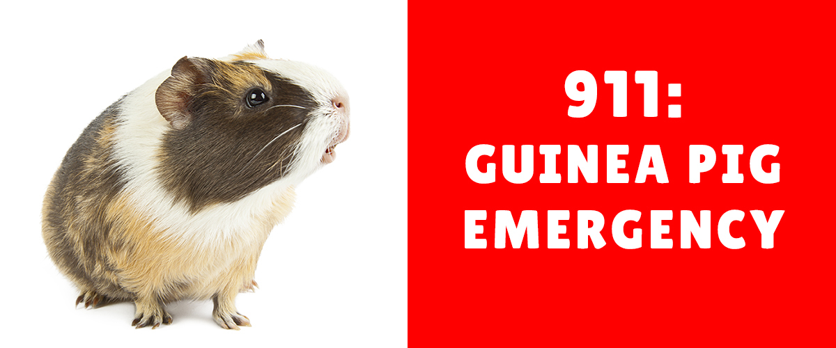 A Guinea Pig Emergency How Do I Spot One Small Pet Select