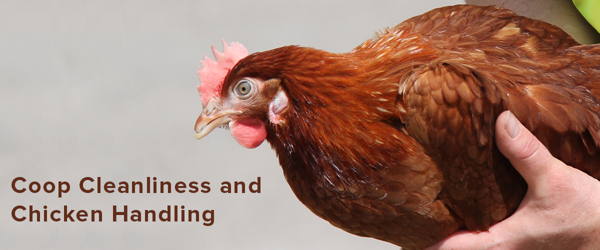 Coop Cleanliness and Chicken Handling Small Pet Select