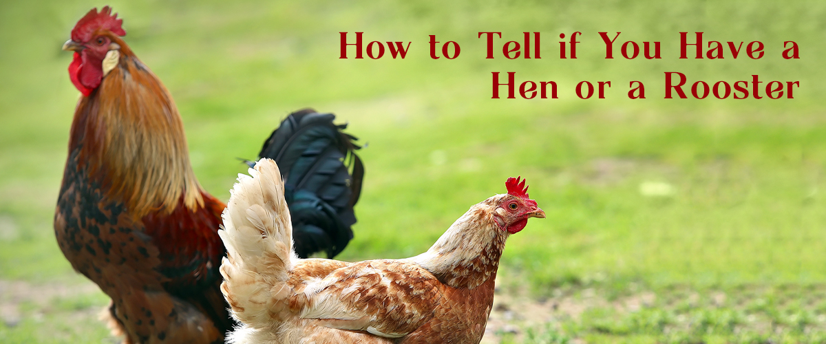 How to Tell if You Have a Hen or a Rooster