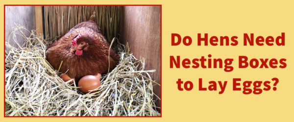 Do your hens need a nesting box?