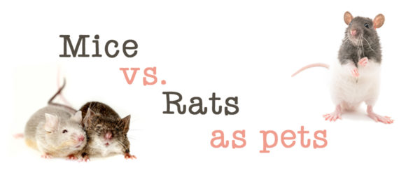 Mice vs. Rats as Pets