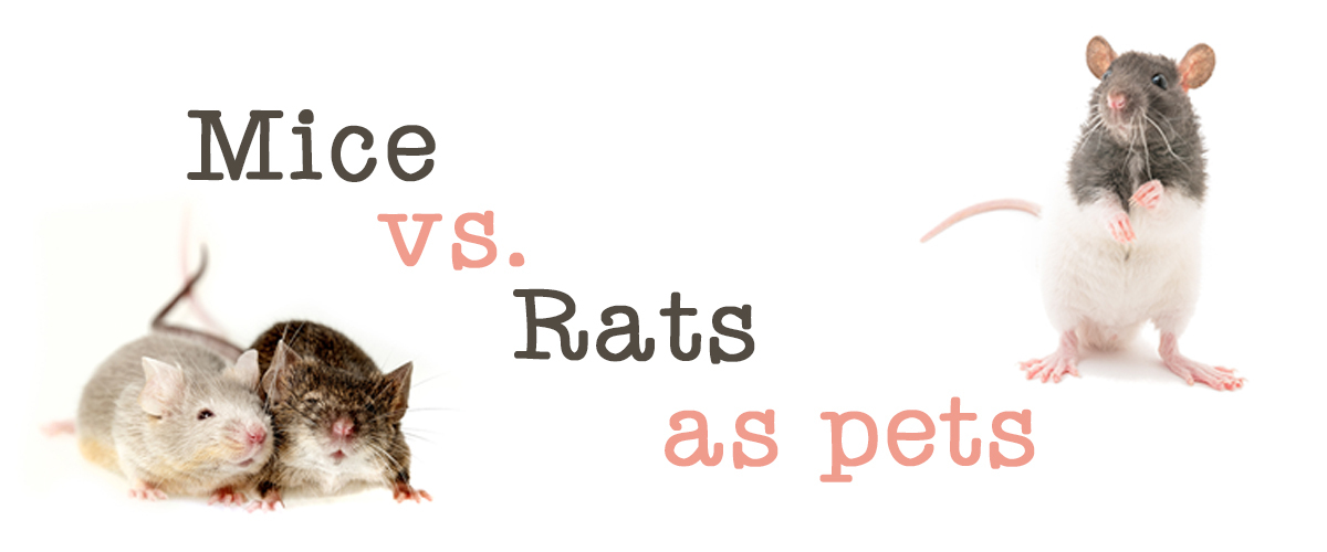 Mice vs. Rats as pets. Which one is the one for you? | Small Pet Select