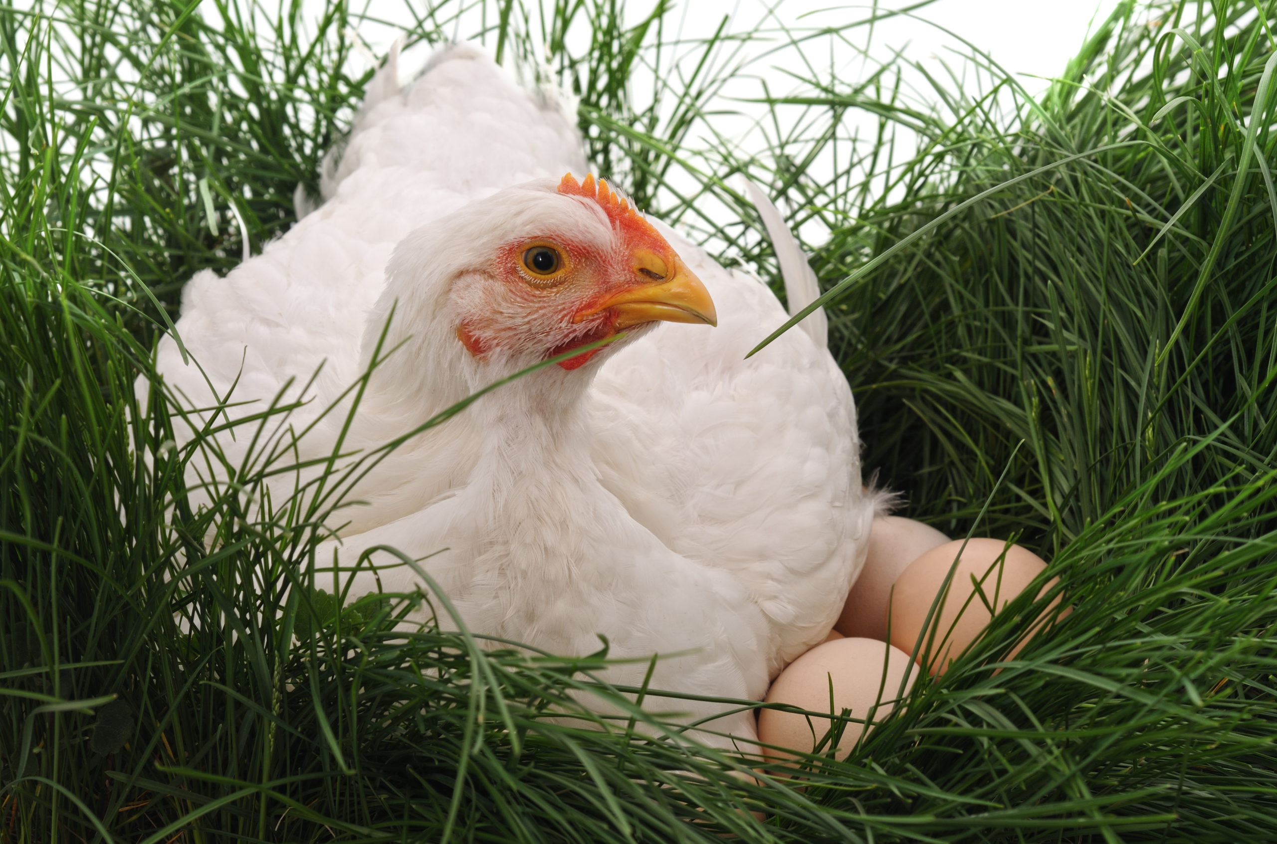 Chicken sitting on eggs in the grass