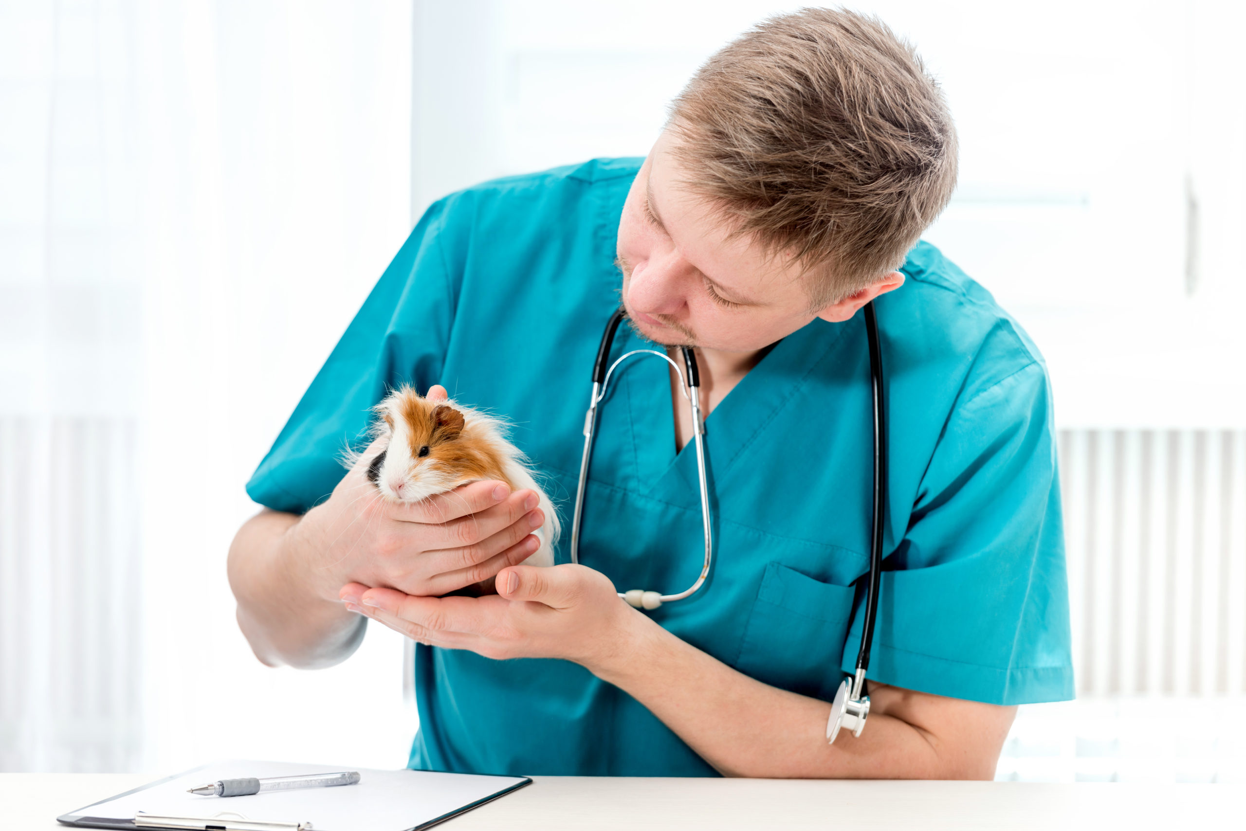 Guinea Pig with veterinarian
