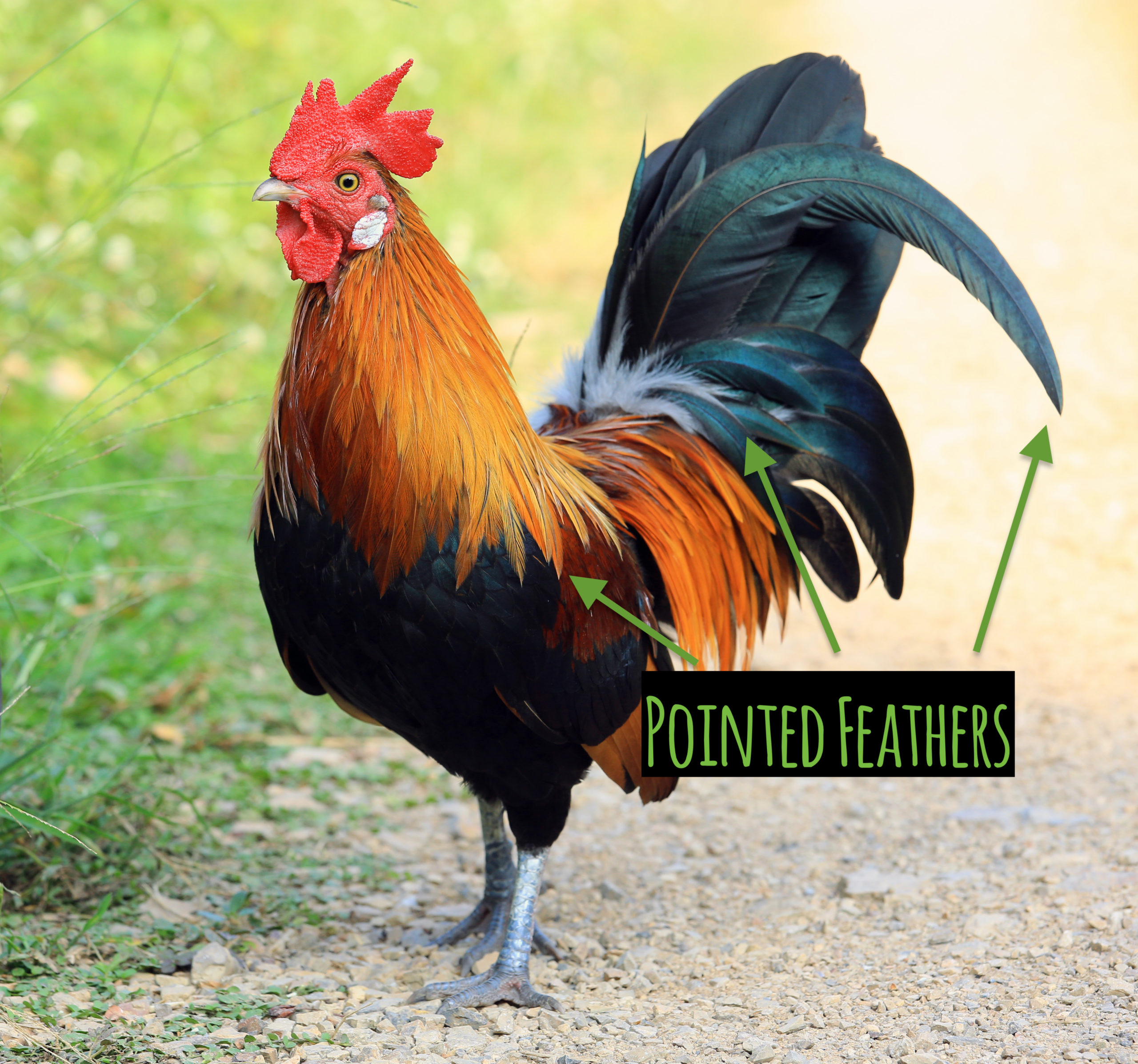 Rooster with pointed feathers