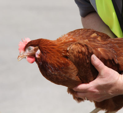  Coop Cleanliness and Chicken Handling Small Pet Select