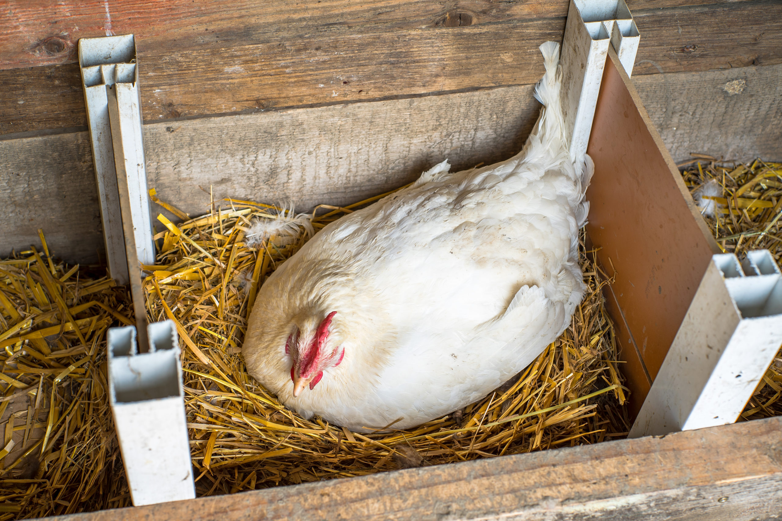 Do Hens Need Nesting Boxes To Lay Eggs Small Pet Select