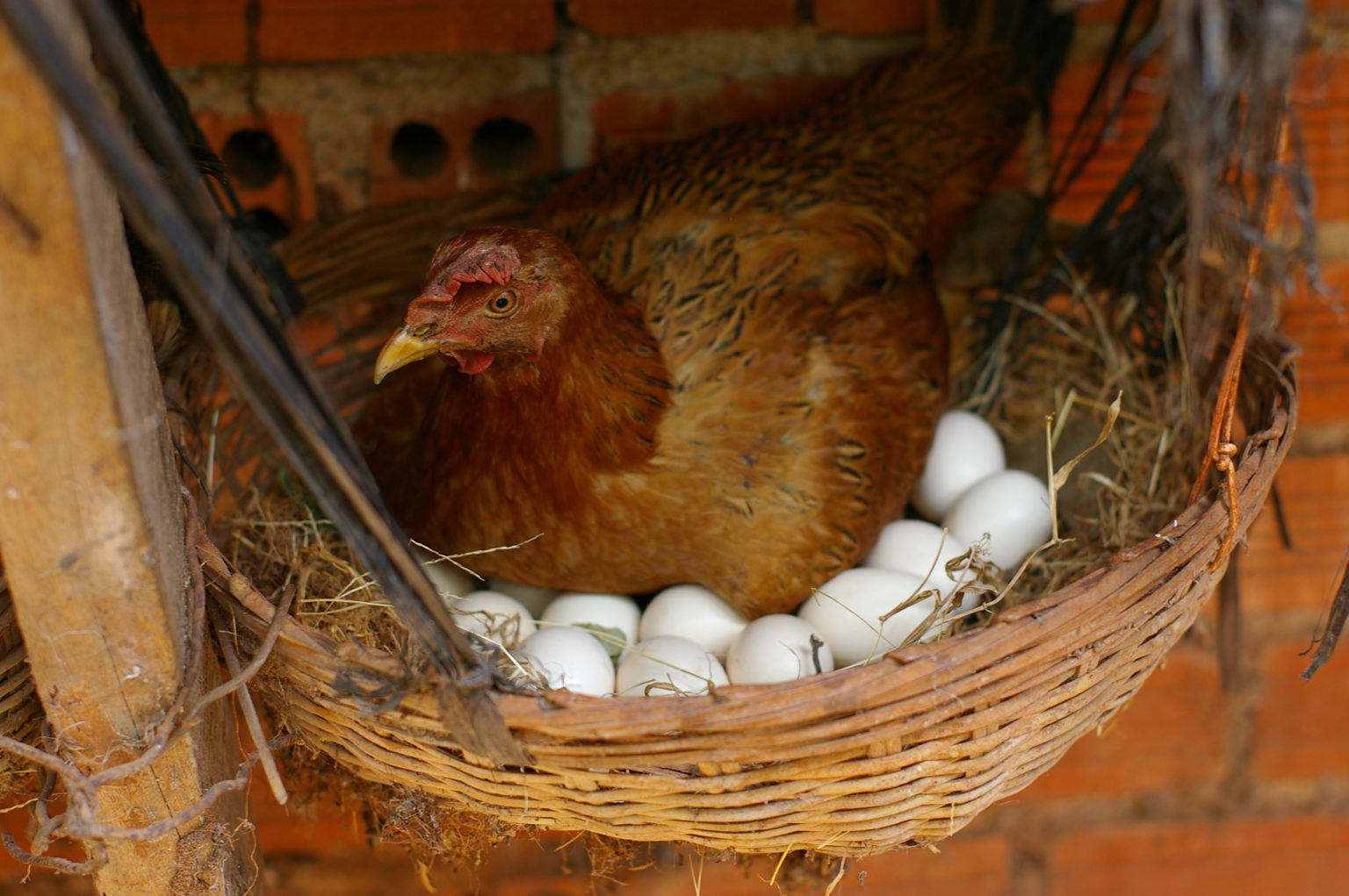 Do Hens Need Nesting Boxes To Lay Eggs 