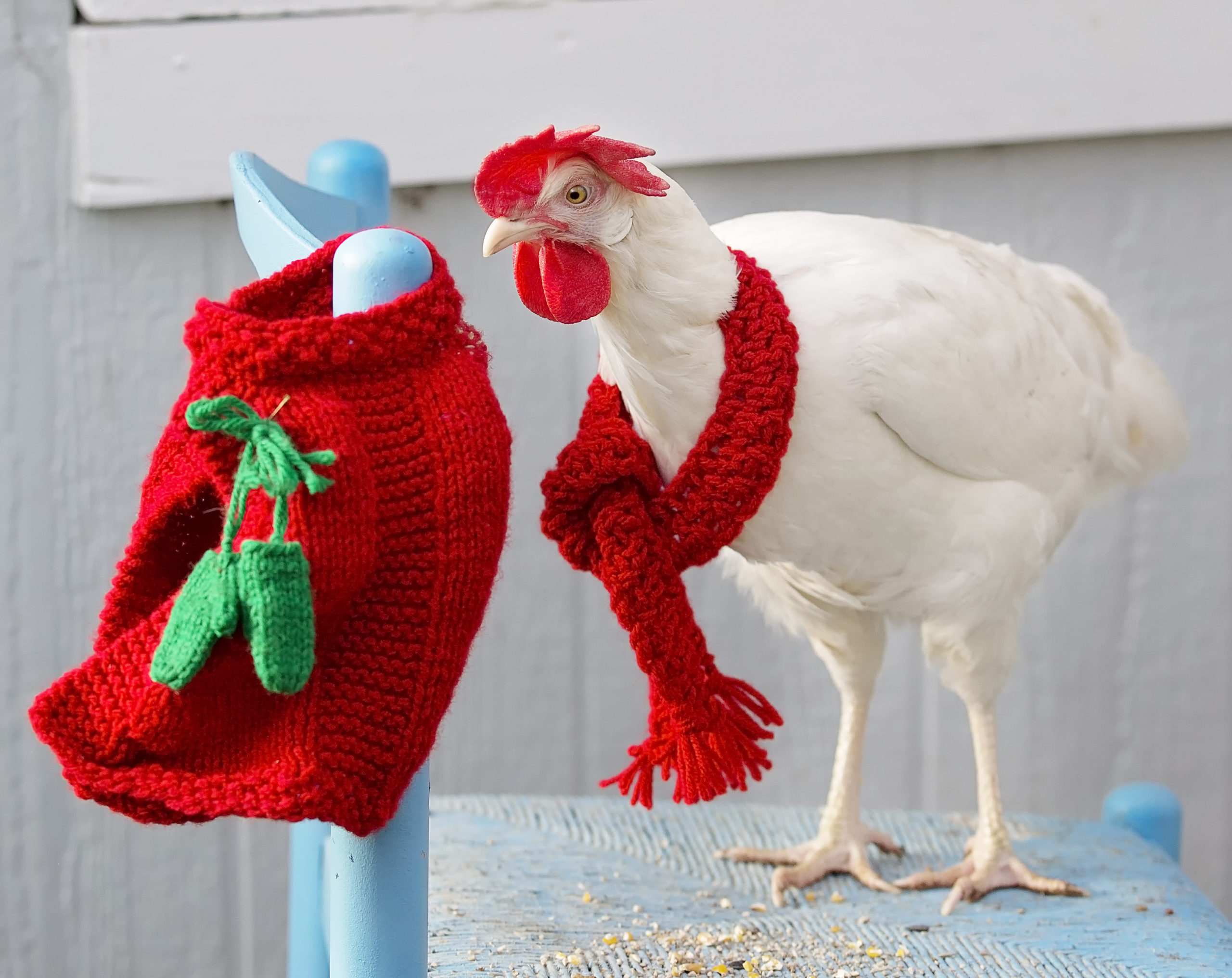 Leghorn hen in a scarf
