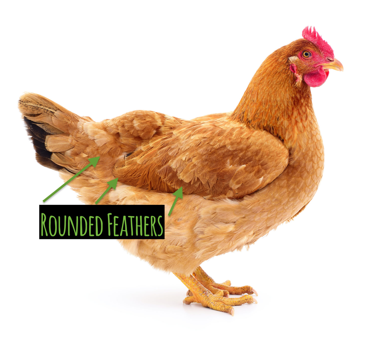 How to Tell if You Have a Hen or a Rooster Small Pet Select