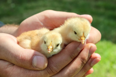 How to Tell if You Have a Hen or a Rooster | Small Pet Select