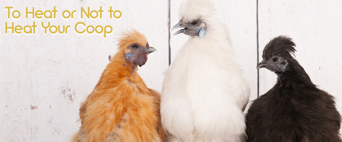 Should you Heat your Chicken Coop? Small Pet Select