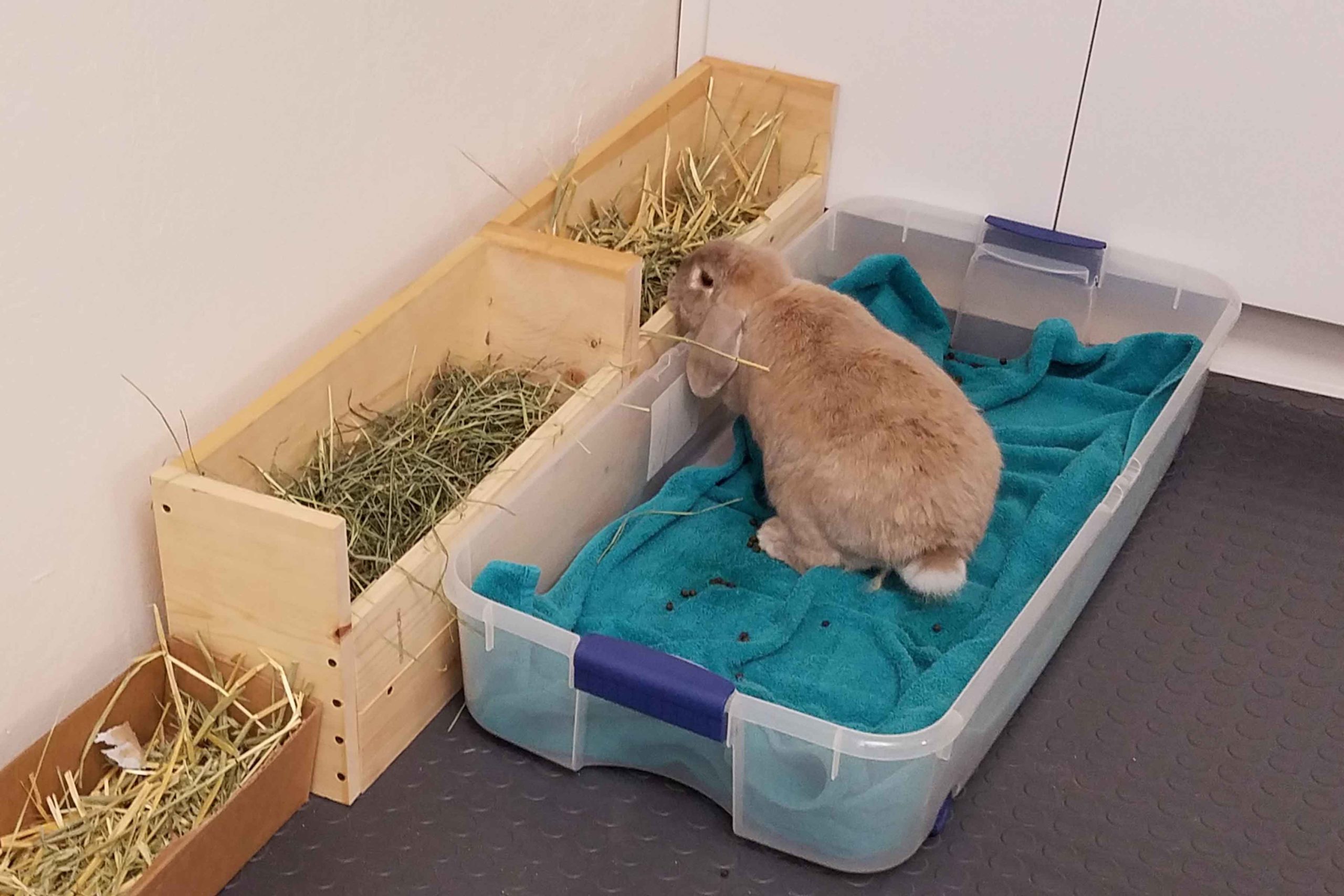 Dad builds a hay buffet to encourage Hobo to use the litter box. 