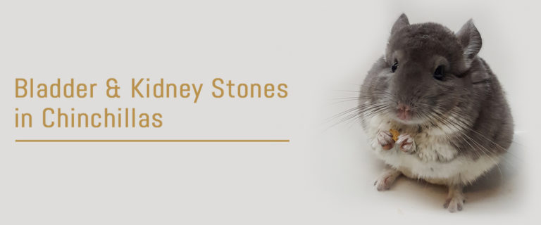 Bladder and kidney stones in chinchillas