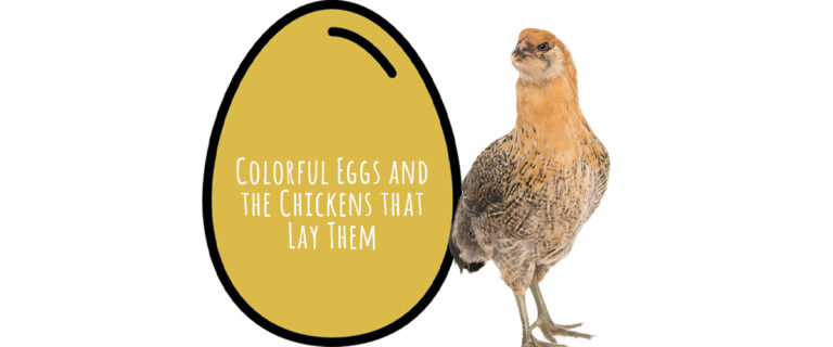 Colorful eggs and the chickens who lay them