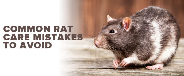 common rat care mistakes to avoid