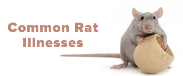 common rat illnesses