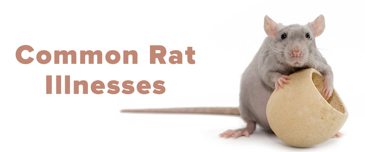 Common Rat Illnesses. What Are They? Small Pet Select