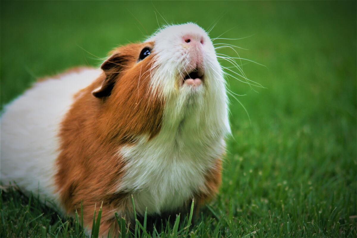 Guinea Pig looking up