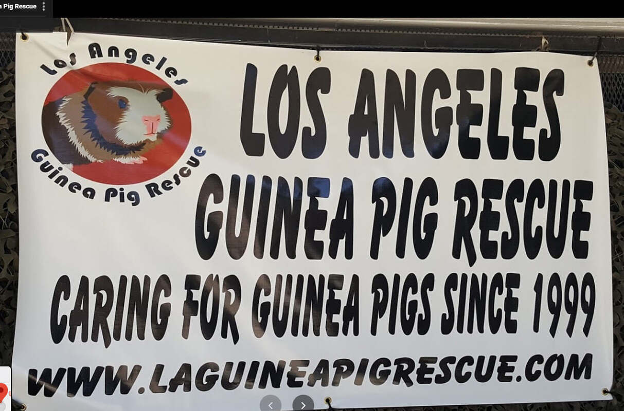 Los Angeles Guinea Pig Rescue Banner