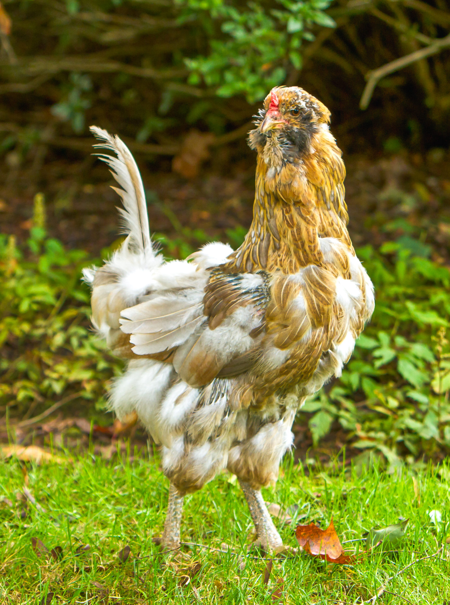 What a Molting Chicken Looks Like