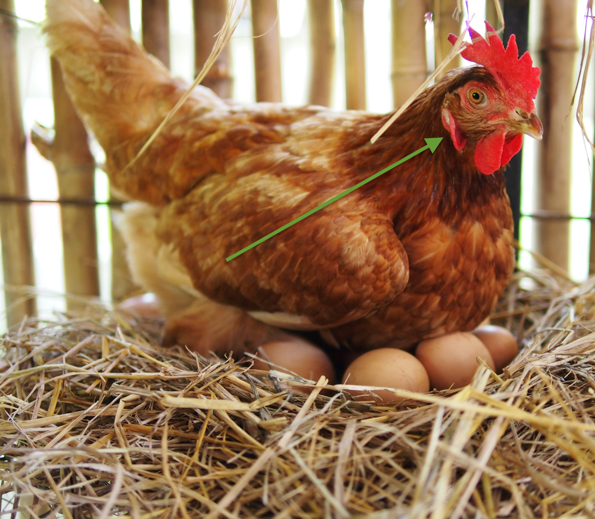 What Color Eggs do Chickens Lay? Small Pet Select