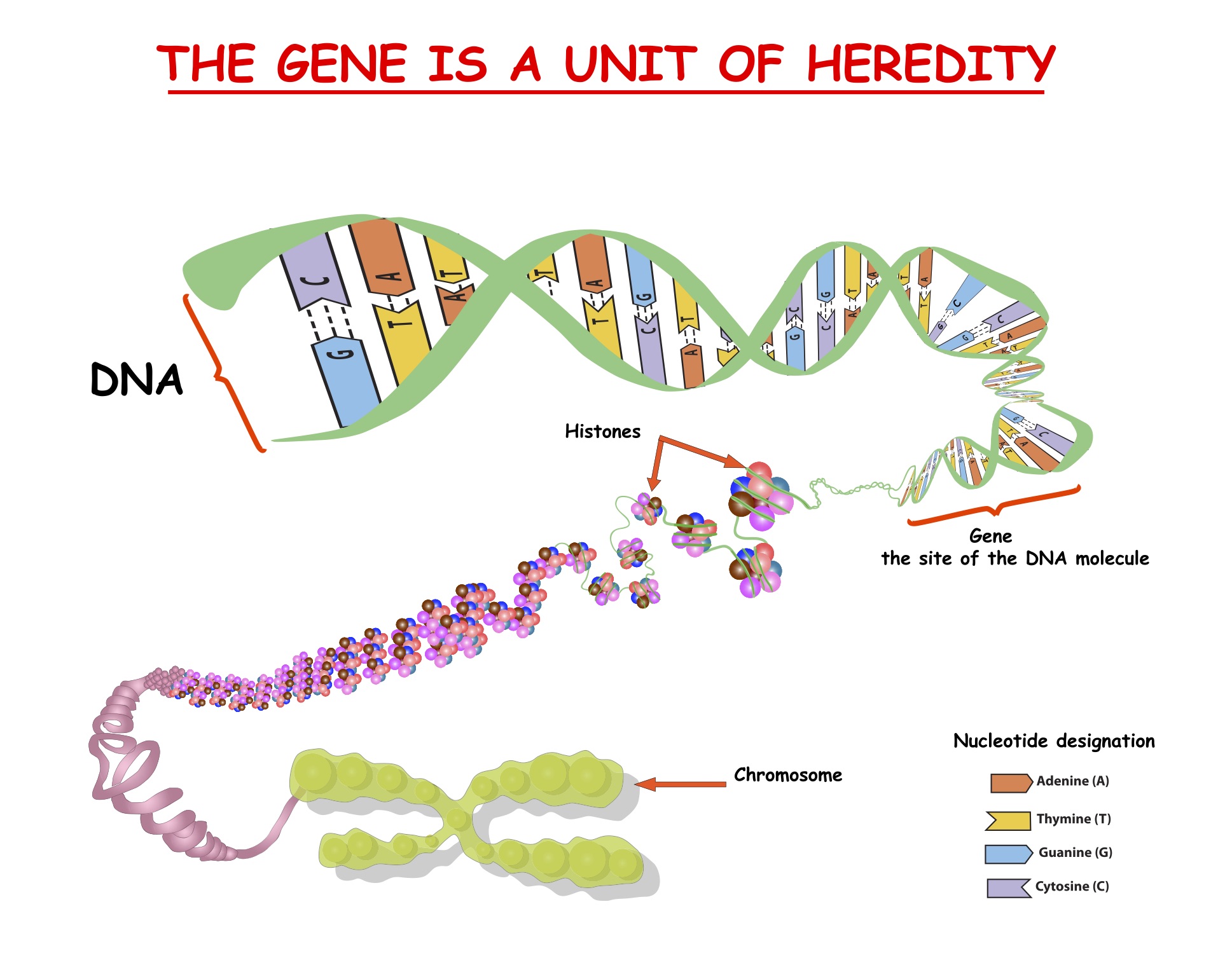 Gene structure