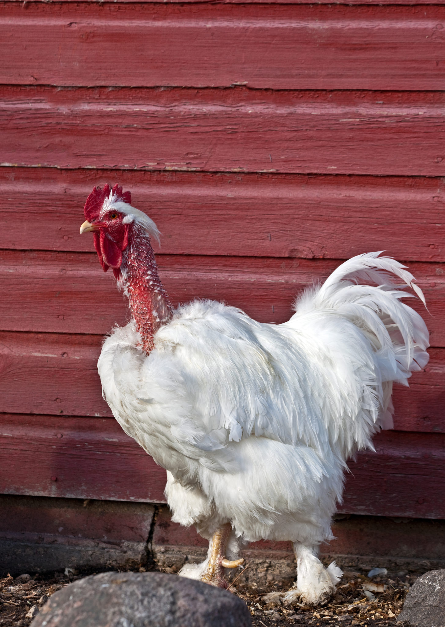 What a Molting Chicken Looks Like