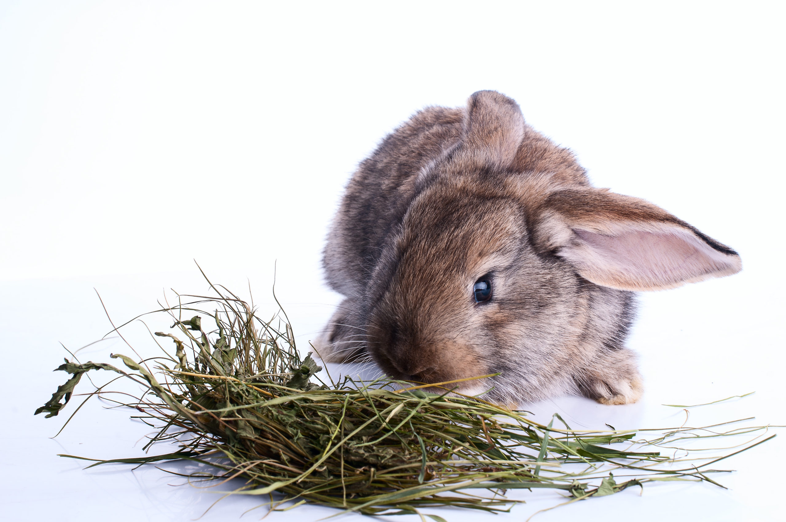 rabbit with hay
