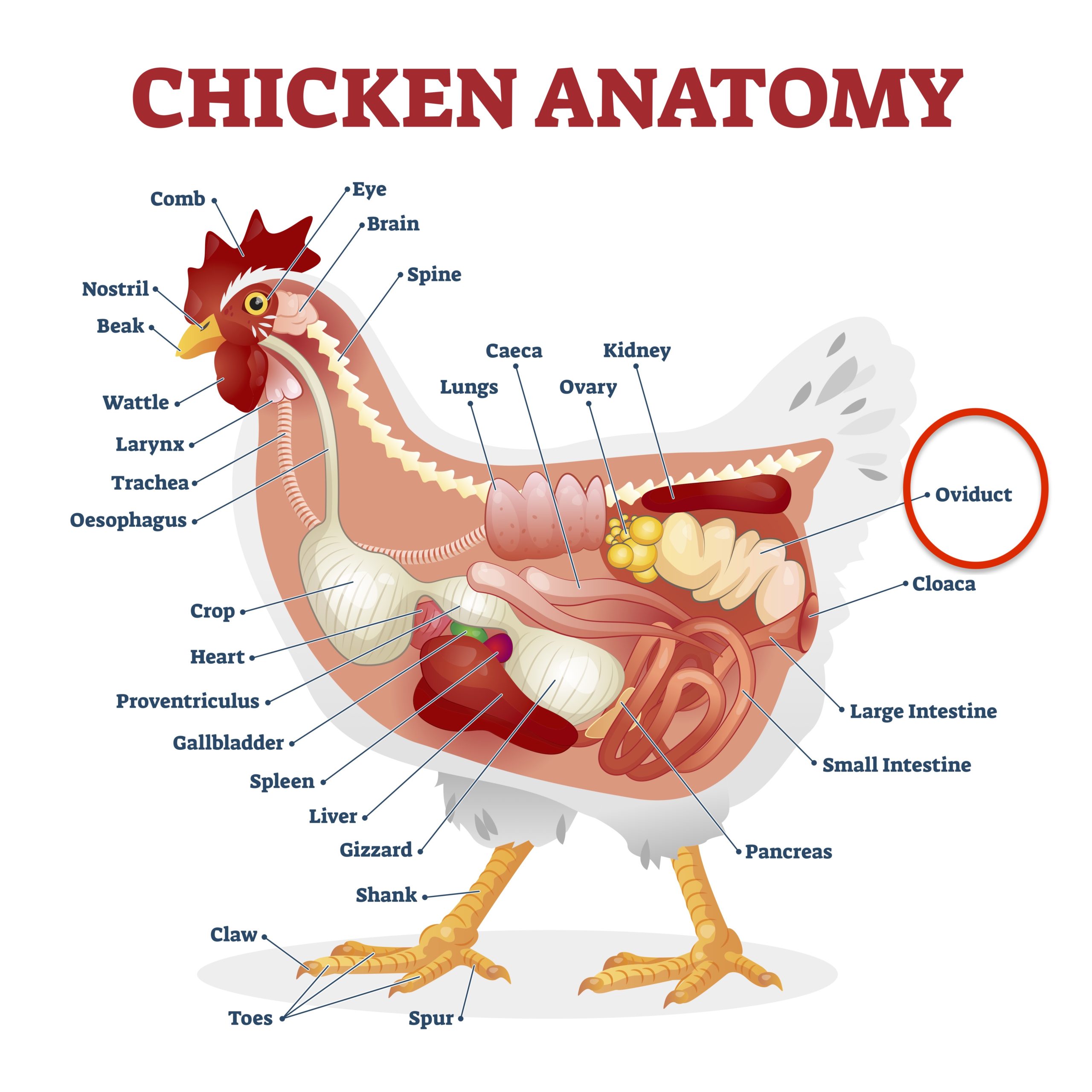 Chicken anatomy poster