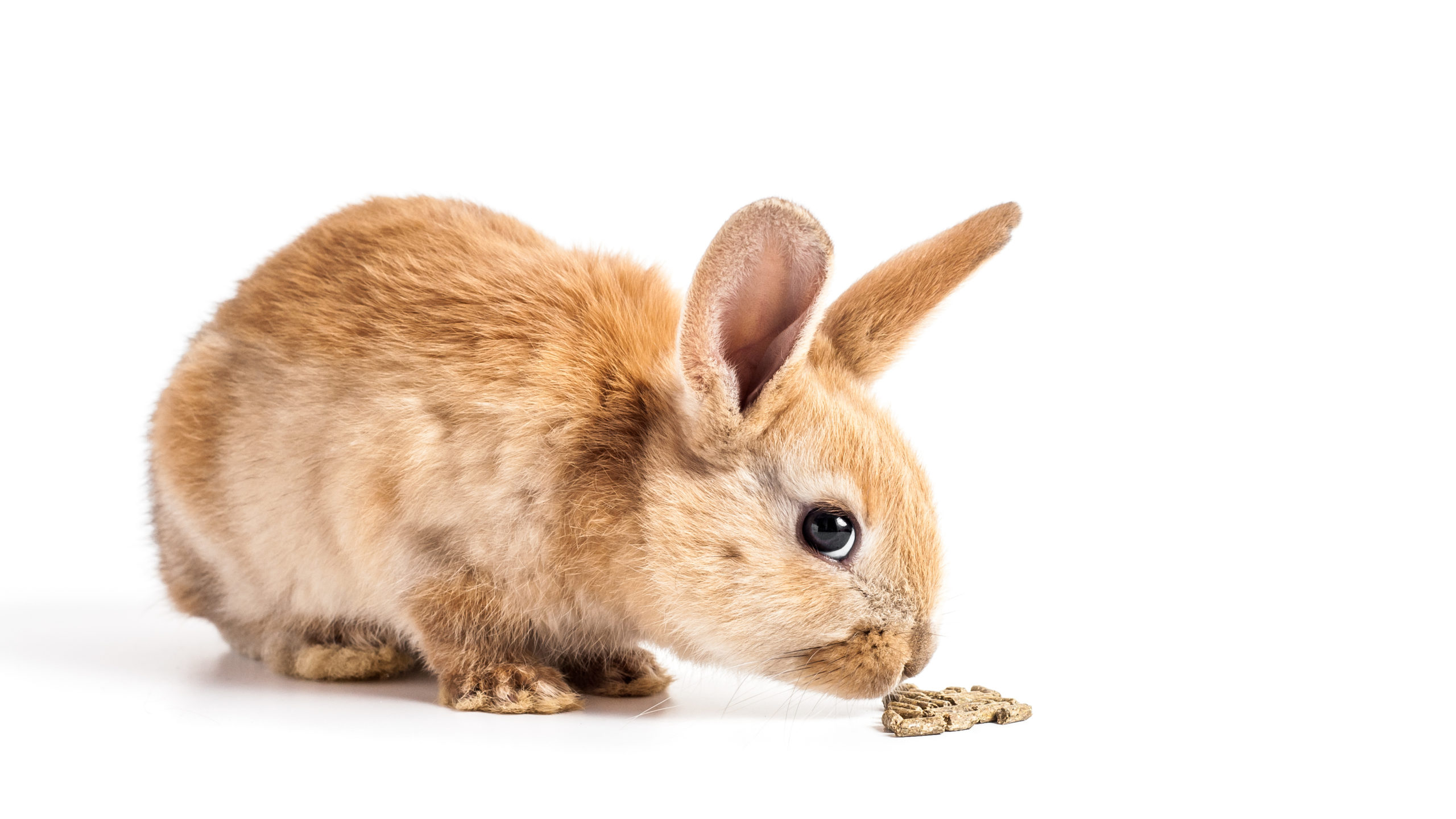 rabbit eating pellets