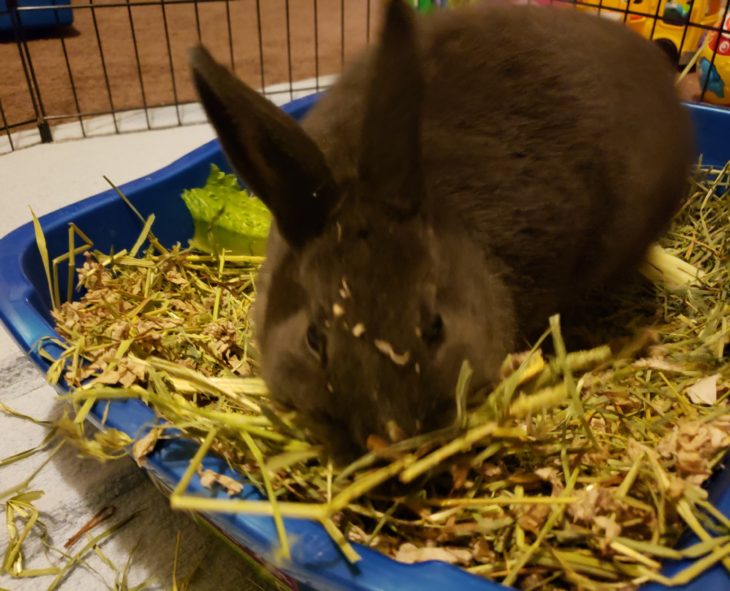 October 10, 2020 WCFREETHOUGHT Small Pet Select