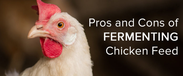 Pros and Cons of Fermenting Chicken Feed | Small Pet Select