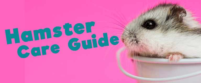 hamster care guide