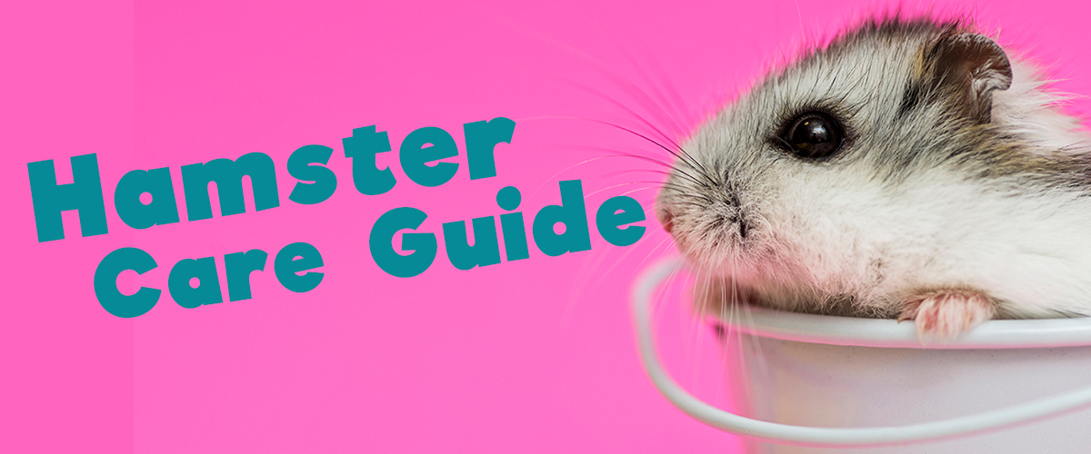 Hamster Care Guide. What You Should Know. | Small Pet Select