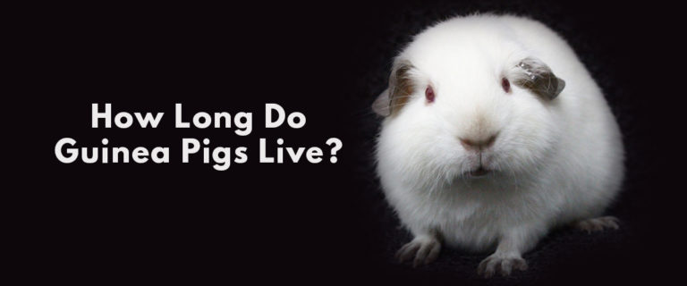 How long do guinea pigs live?
