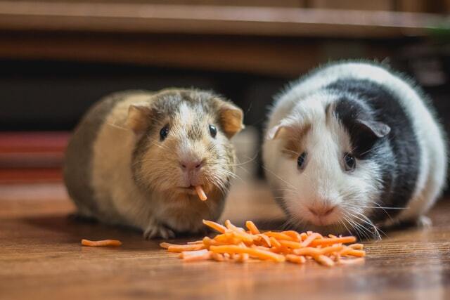 Guinea Pigs eating carrots