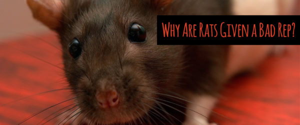 why are rats given a bad reputation?