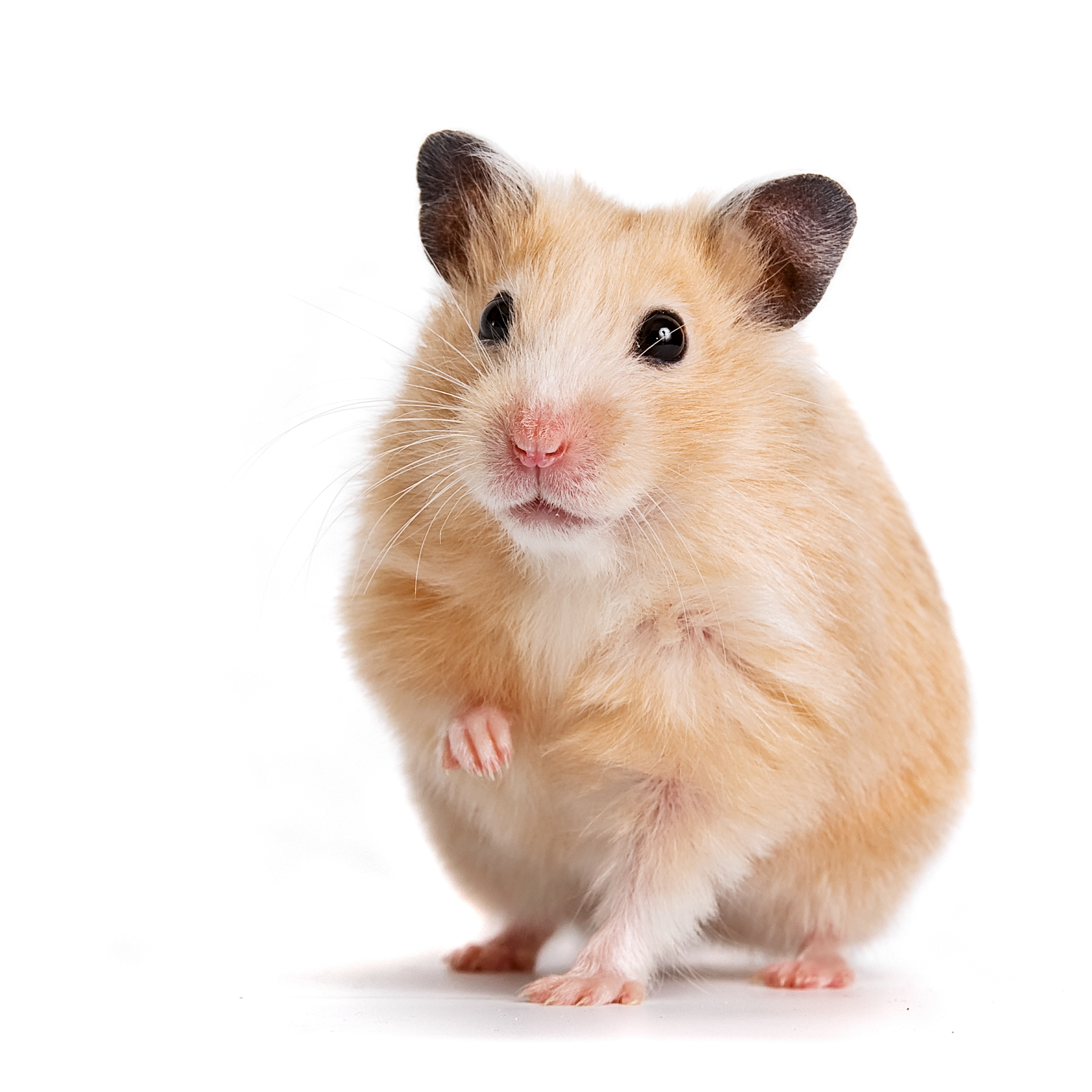 How to Care for Your Hamster: The Basics