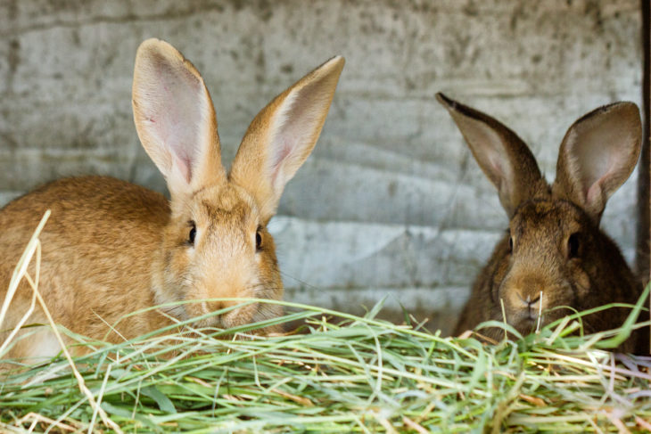 Rabbit Food & Treats: What Can My Bunny Have? | Small Pet Select