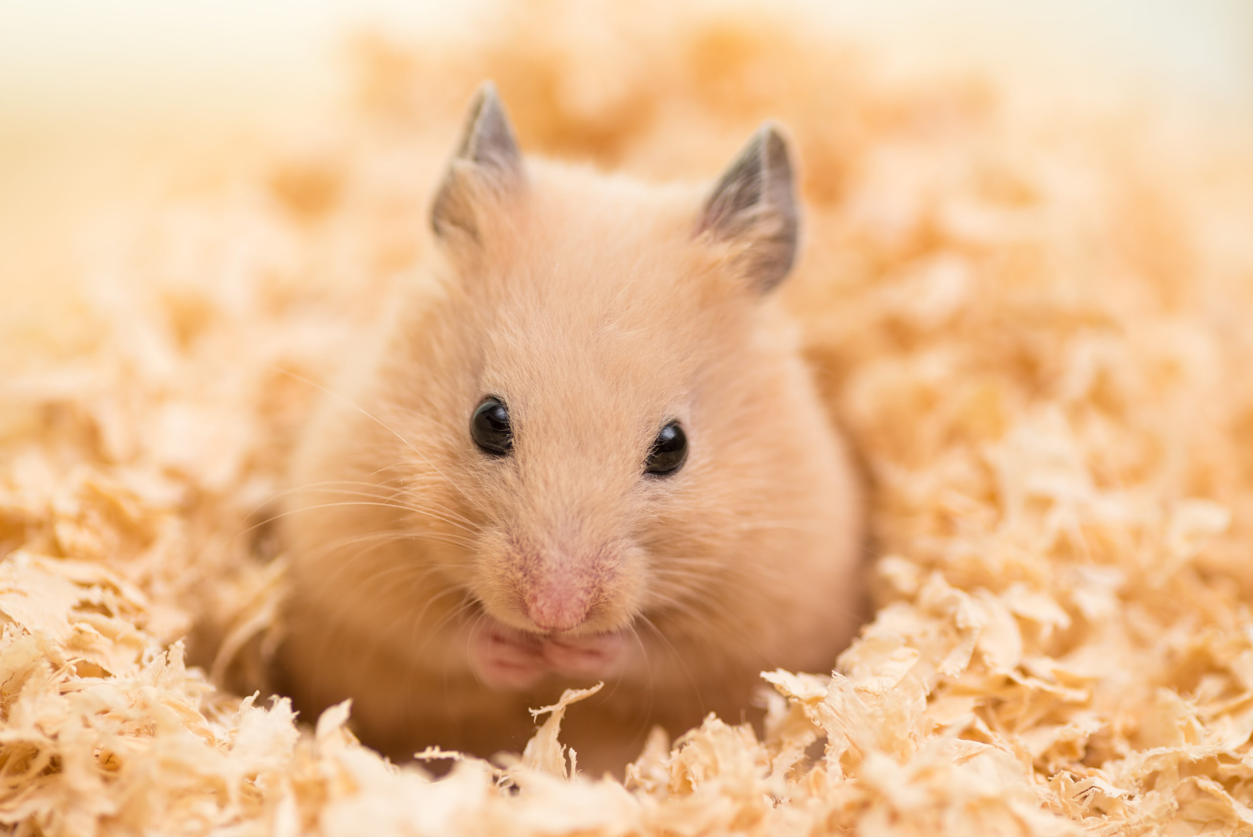 hamster in bedding