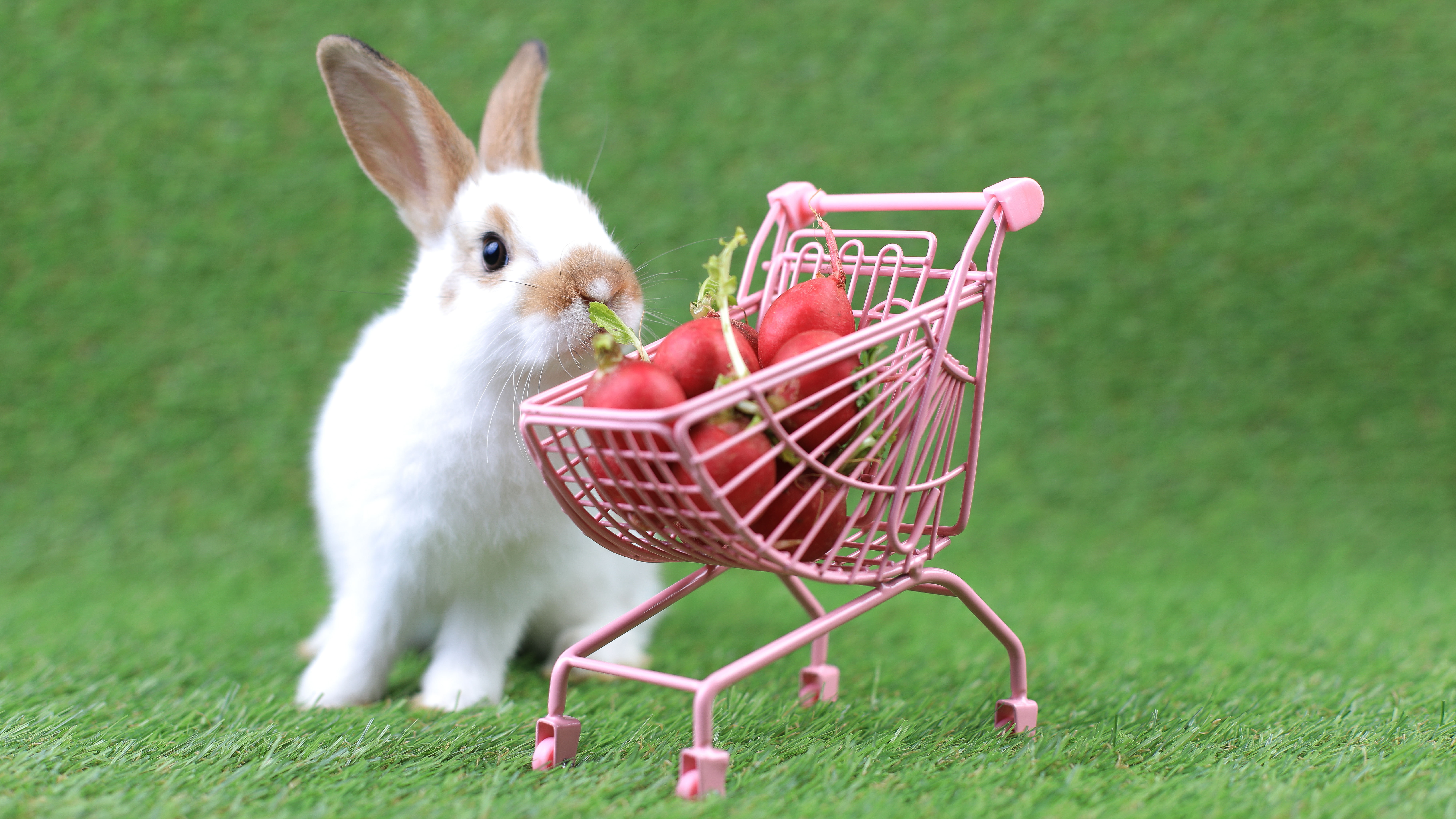 rabbit with radishes