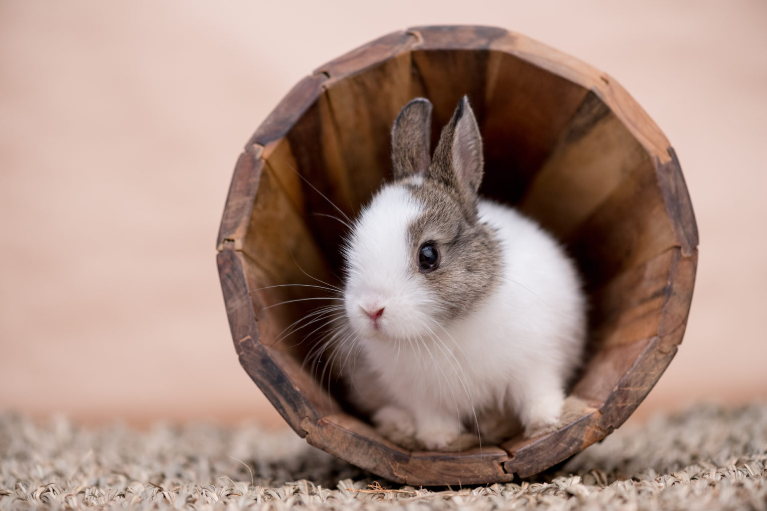 Rabbits Need Exercise! Get Their Bunny Buns Moving Small Pet Select