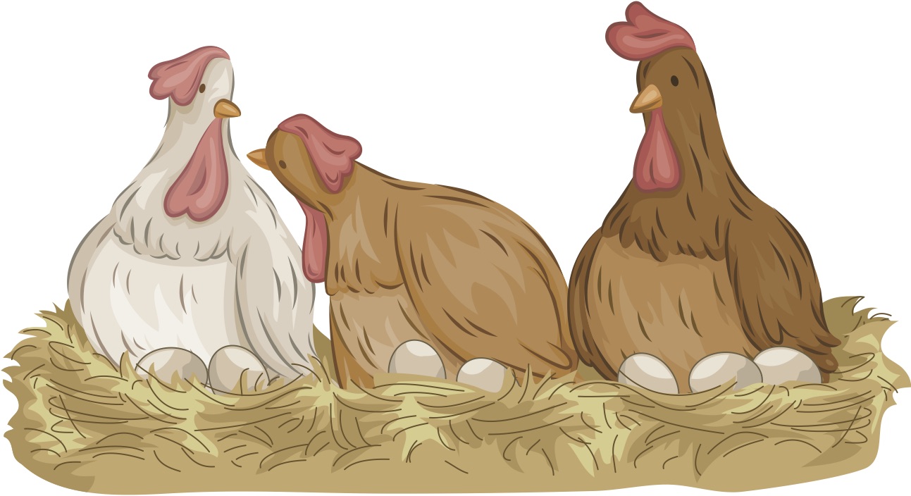 Roosting chickens
