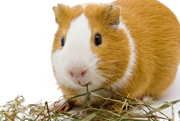 Photo inspiration: The Ultimate Guinea Pig Food List What S Safe Photo Inspiration