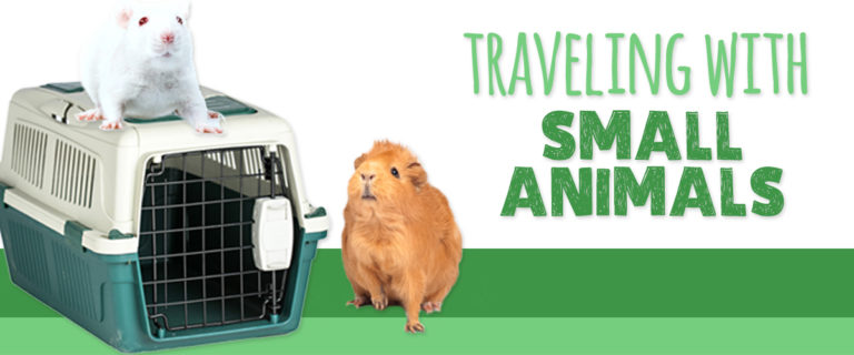traveling with small animals